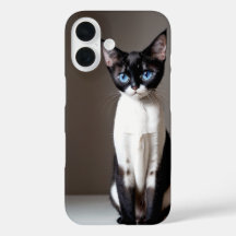 Blue eyed cat