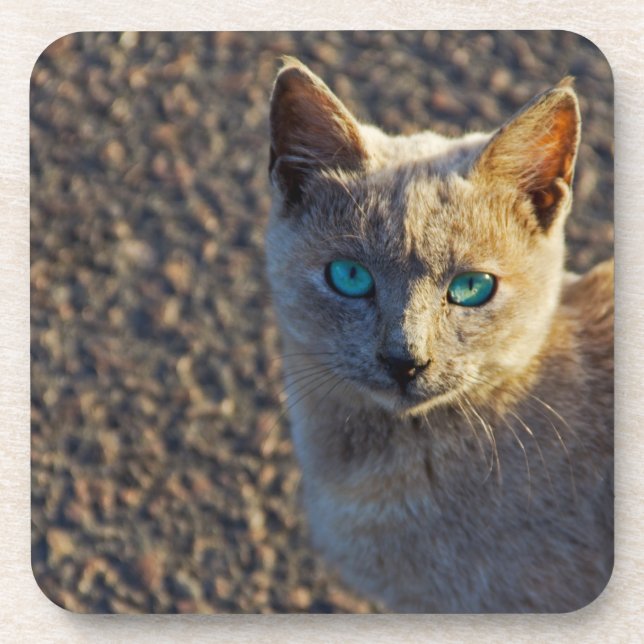 Blue Eyed cat Coaster (Front)