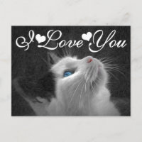 Blue Eyed Cat Photo Image I Love You