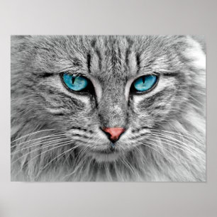 Blue Eyed Cat Poster