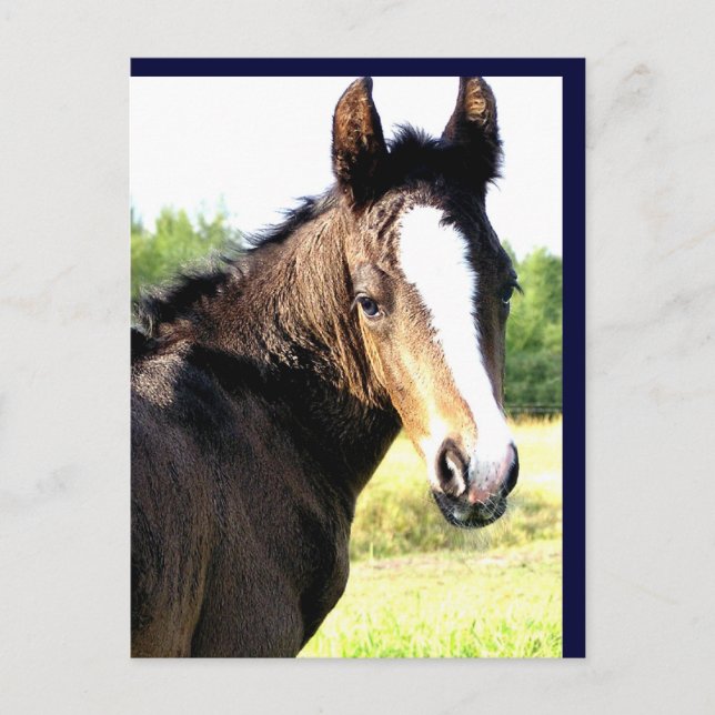 Blue-eyed Colt Postcards (Front)