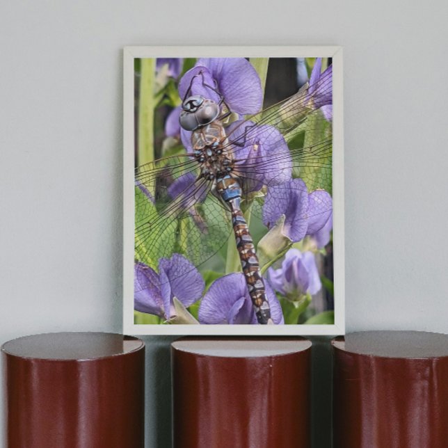 Blue-Eyed Darner Dragonfly Glossy Photographic Poster (In Situ)