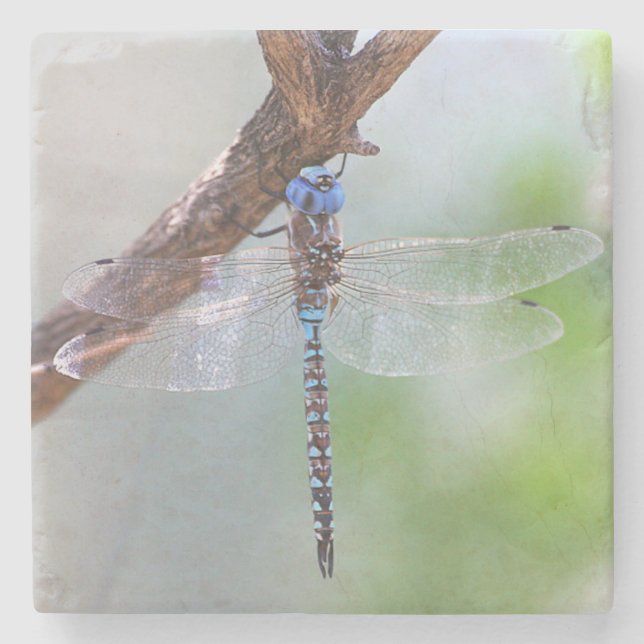Blue-eyed Darner Dragonfly Stone Coaster (Front)