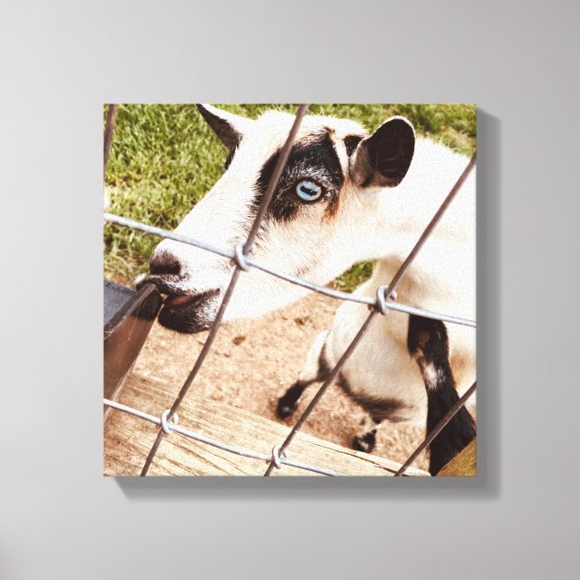 blue eyed goat canvas print (Front)