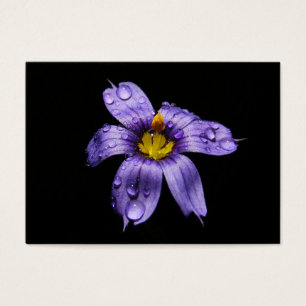Blue Eyed Grass ~ ATC
