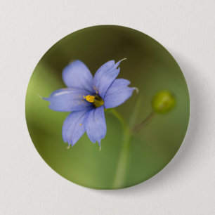 Blue Eyed Grass Wildflower Floral Button