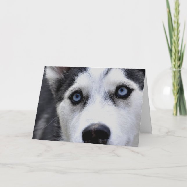 Blue Eyed Husky  Greeting Cards (Front)