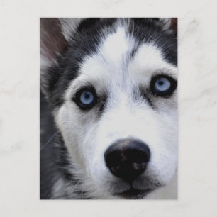 Blue Eyed Husky Postcard
