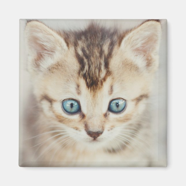 Blue Eyed Kitty Magnet (Front)
