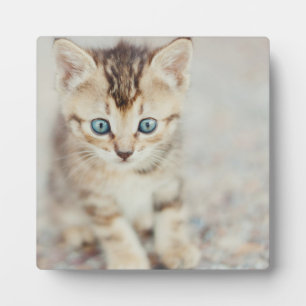 Blue Eyed Kitty Plaque