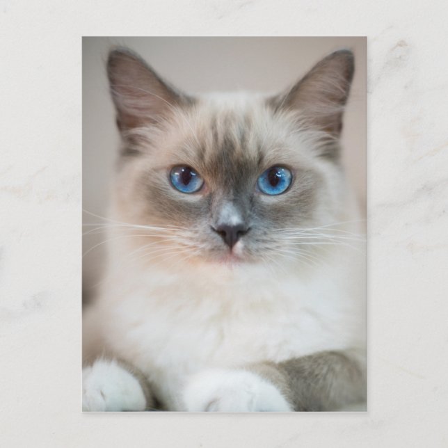 Blue Eyed Ragdoll‎ Cat Postcard (Front)