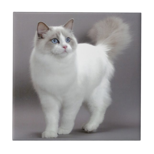 Blue-Eyed Ragdoll Cat Purfection Tile (Front)