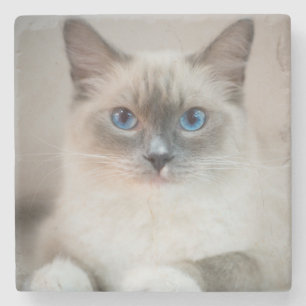 Blue Eyed Ragdoll Cat Stone Coaster