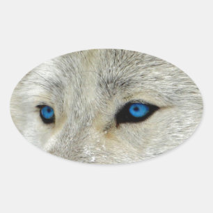 Blue Eyed White Wolf Oval Sticker