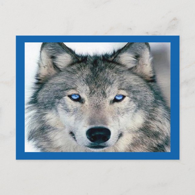 Blue Eyed Wolf Postcard (Front)