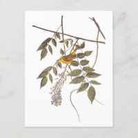 Blue-Eyed Yellow Warbler Audubon Bird on Wisteria