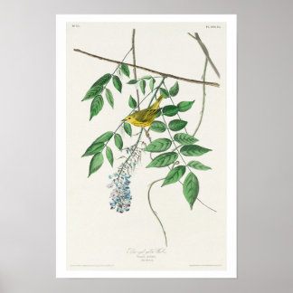 Blue-eyed yellow Warbler by Audubon Poster