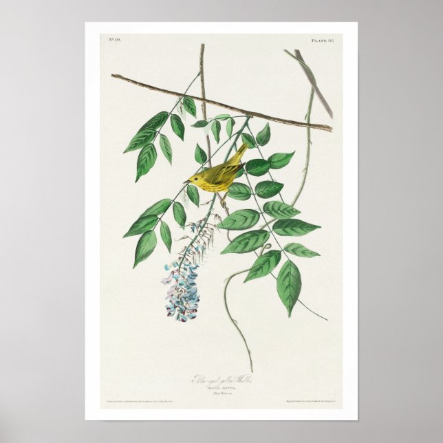 Blue-eyed yellow Warbler by Audubon Poster (Front)