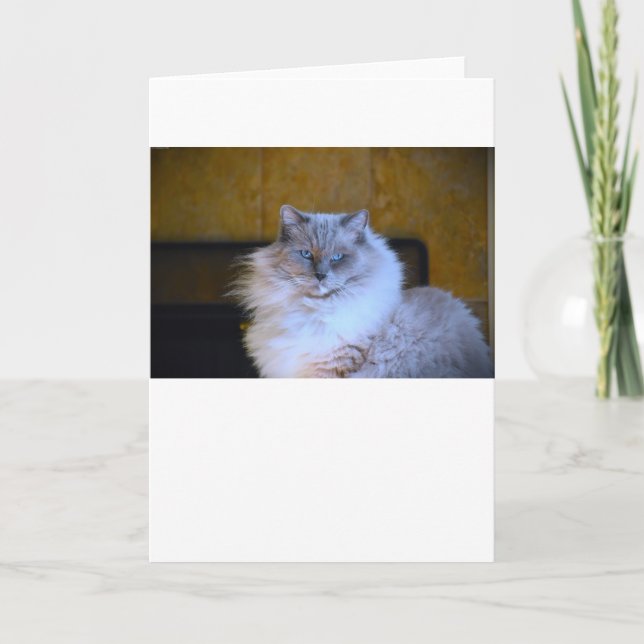 Blue Eyes, card (Front)