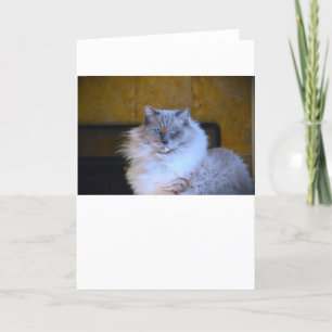 Blue Eyes, card