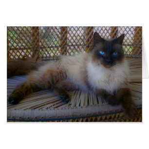 Blue Eyes Kitty Collection