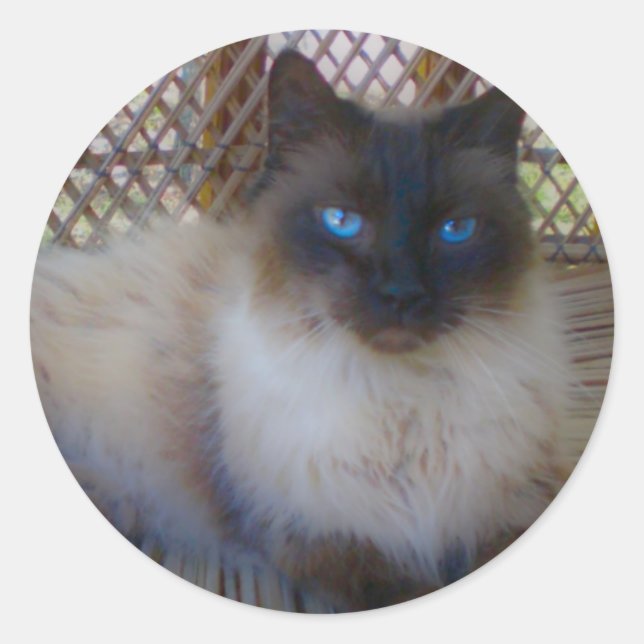 Blue Eyes Kitty Collection Classic Round Sticker (Front)