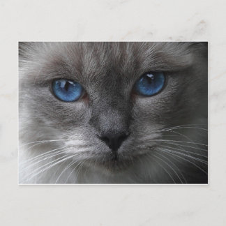 Blue Eyes Postcard