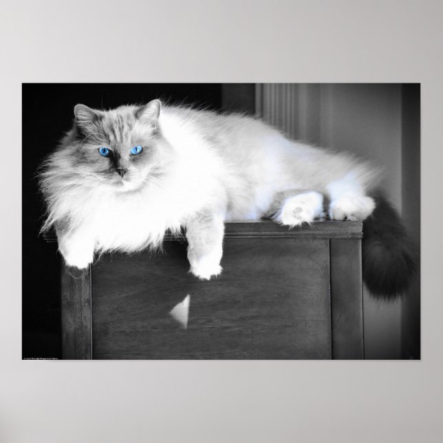 Blue Eyes, Poster (Front)