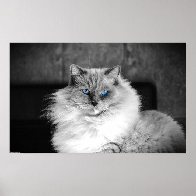 Blue Eyes, Poster (Front)