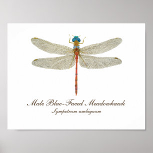 Blue-Faced Meadowhawk Dragonfly art Poster