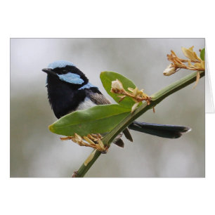 Blue Fairy Wren