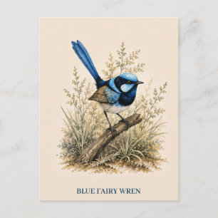 Blue Fairy Wren Postcard   Bush Edition
