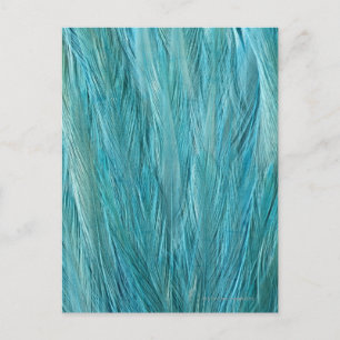Blue Feathers Postcard