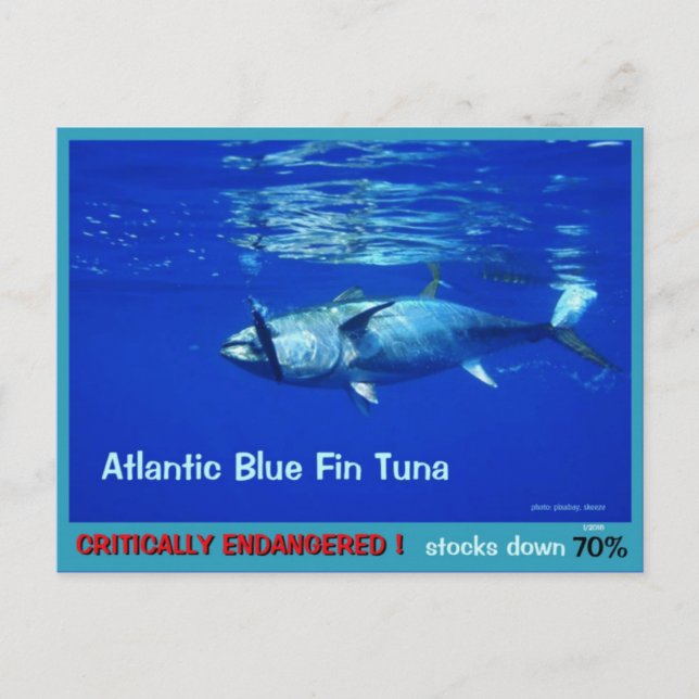 Blue Fin Tuna, overfished, endangered, near gone - Postcard (Front)