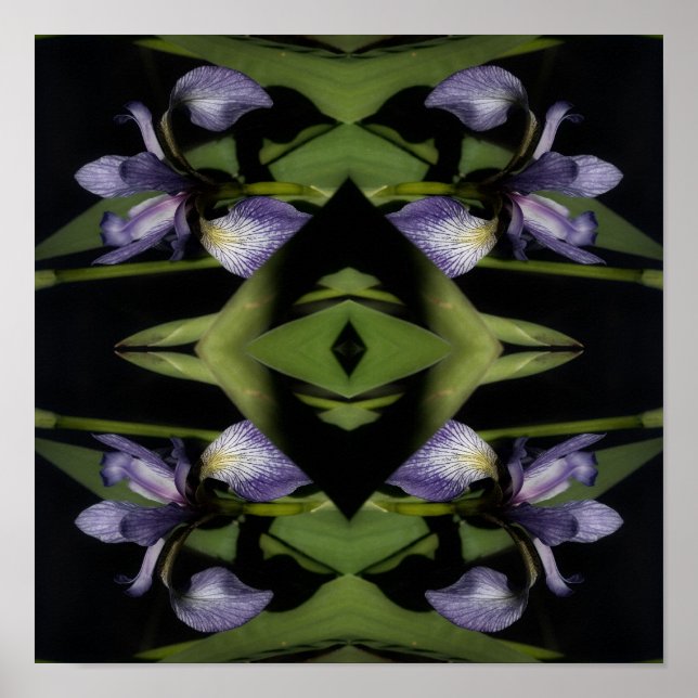 Blue Flag Iris Flower Abstract  Poster (Front)