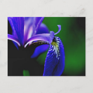 Blue Flag Iris Flower Photography Postcard