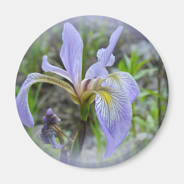 Blue Flag - Wild Iris Magnet (Front)