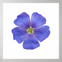 Blue Flax #1