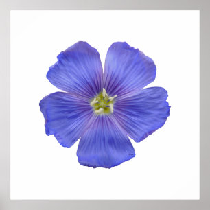 Blue Flax #1 Poster