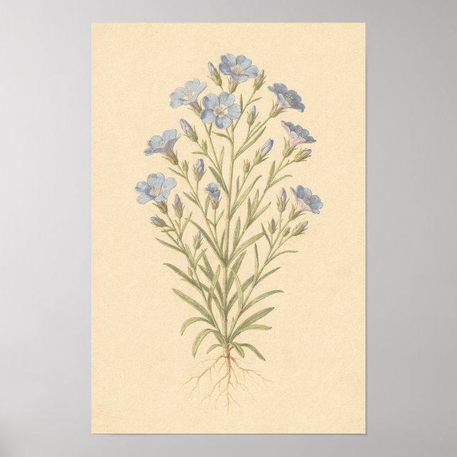 Blue Flax Botanical Study | 12 × 18 Poster (Front)