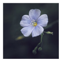 Blue Flax Flower on Dark Background