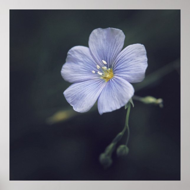 Blue Flax Flower on Dark Background Poster (Front)