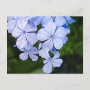 Blue Floral Bokeh Postcard