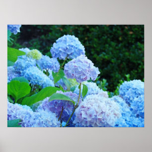 Blue Floral Fine Art Prints Hydrangea Flowers