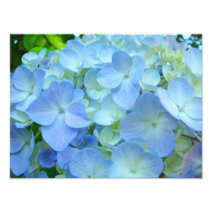 Blue Floral Hydrangeas Flowers art prints