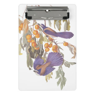 Blue Florida Scrub Jay Audubon Birds with Oranges Mini Clipboard