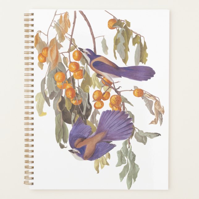 Blue Florida Scrub Jay Audubon Birds with Oranges  Planner (Front)