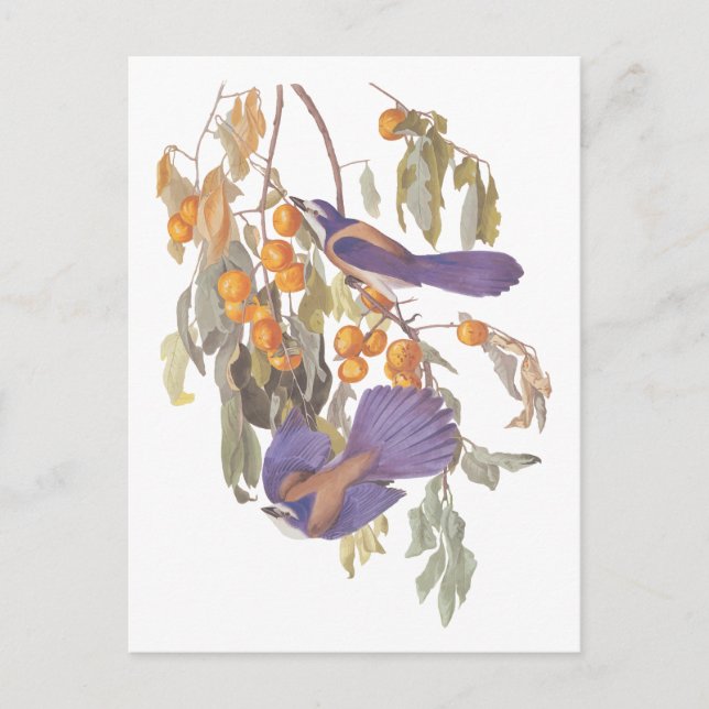 Blue Florida Scrub Jay Audubon Birds with Oranges Postcard (Front)