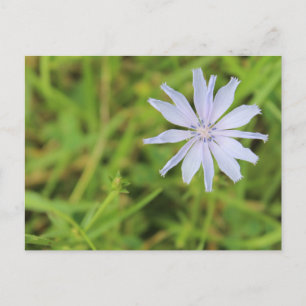 Blue Flower #3 Postcard