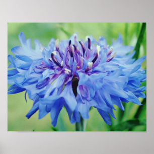 Blue Flower Photographic Art Print